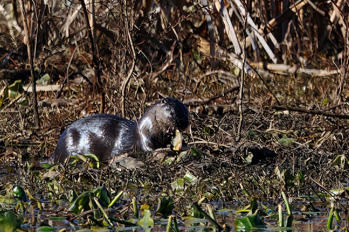 Southeastern River Otter - ML646108607