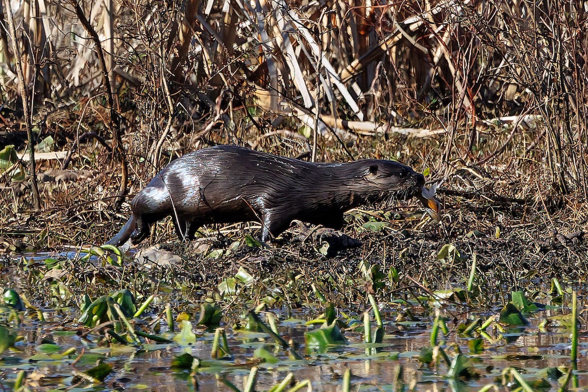 Southeastern River Otter - ML646108608