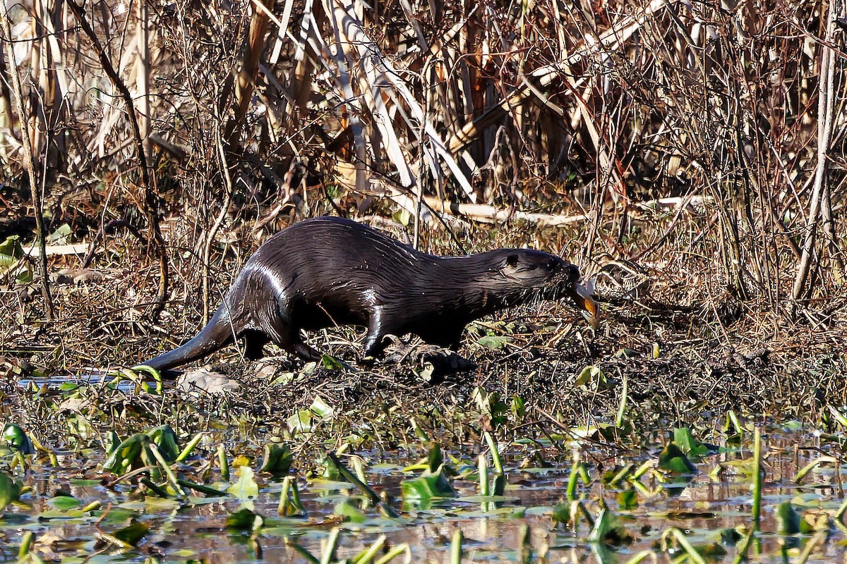 Southeastern River Otter - ML646108609