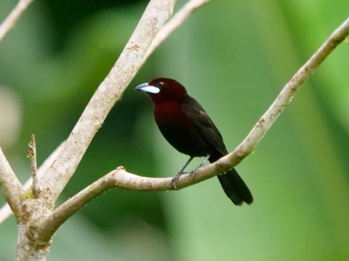 Silver-beaked Tanager - ML646108611