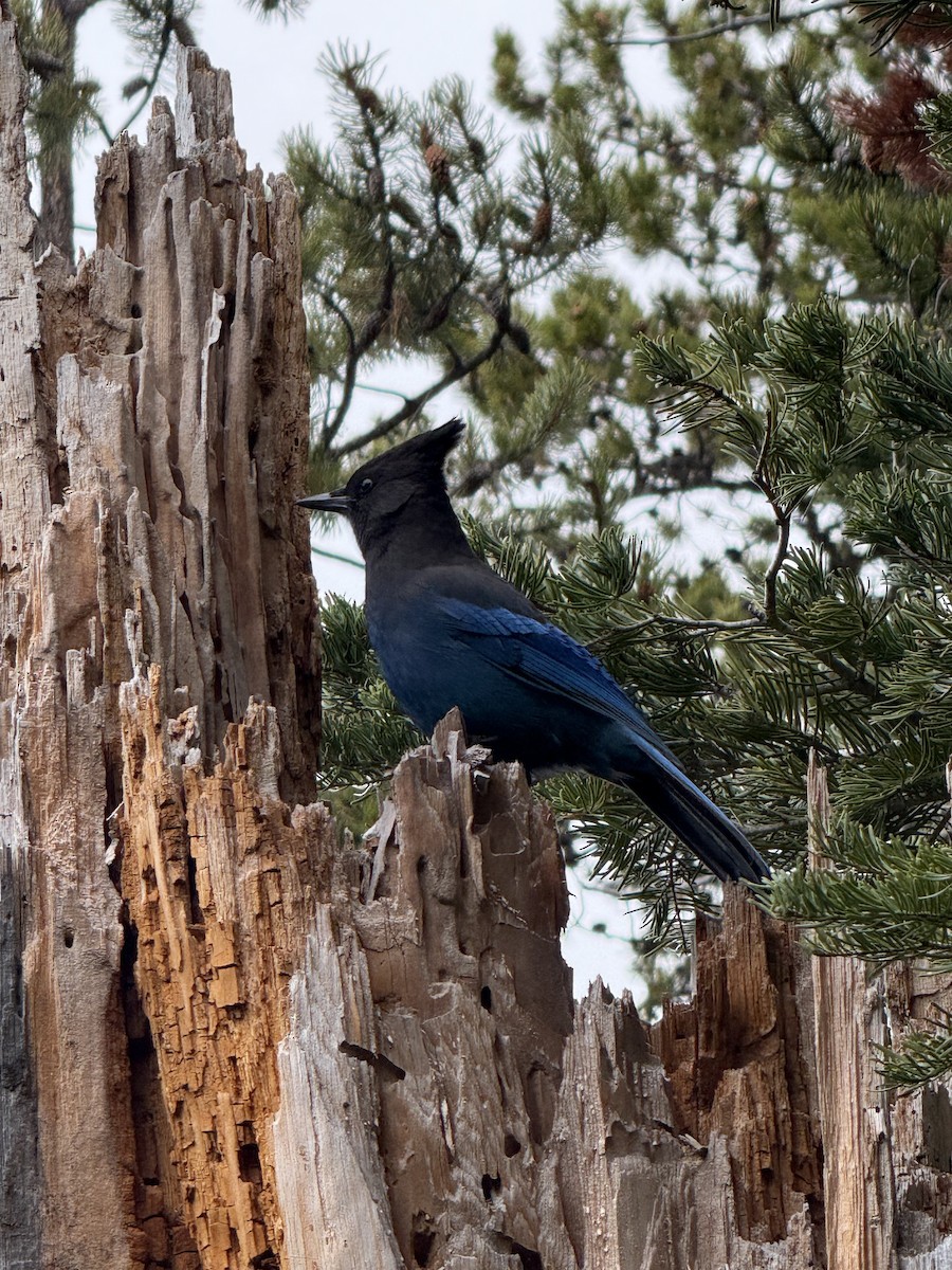 Steller's Jay - ML646108615