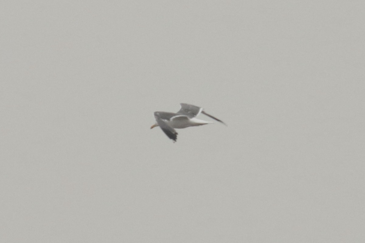 Kaio iluna (heuglini) - ML646108618