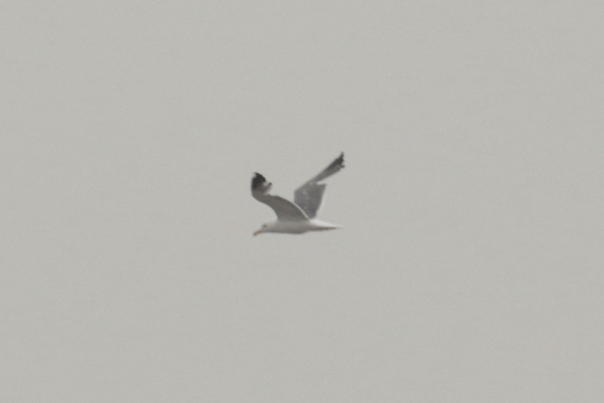 Kaio iluna (heuglini) - ML646108620