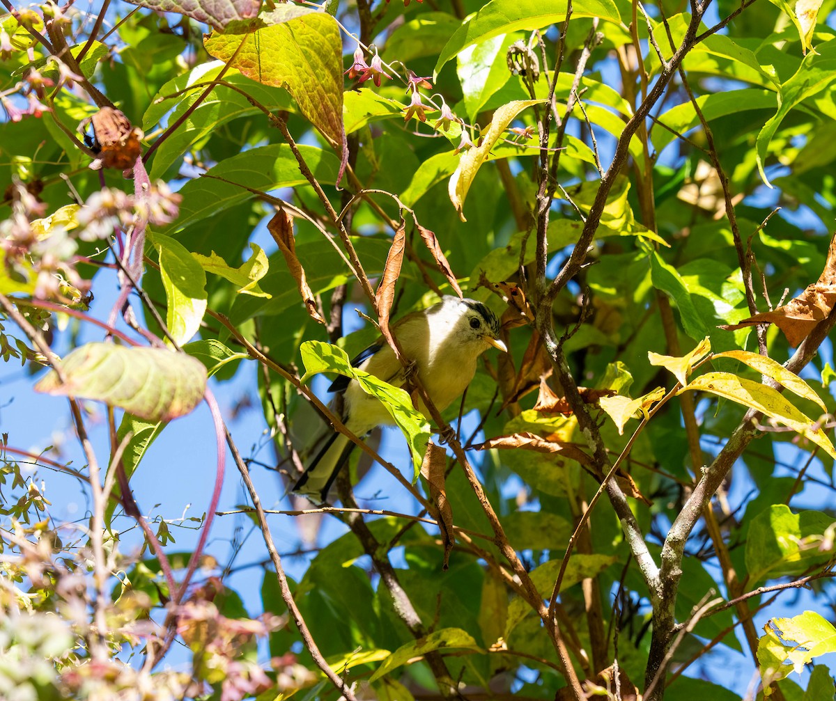 Blue-winged Minla - ML646108631