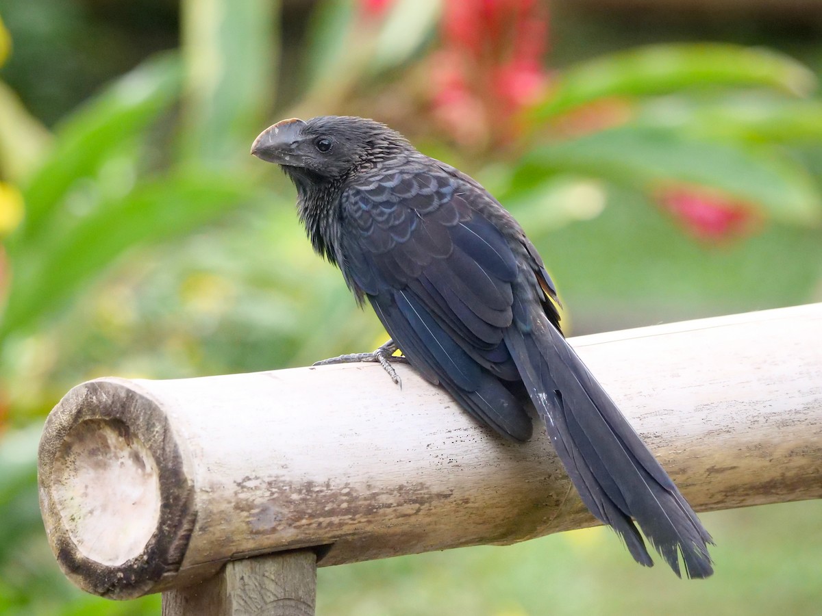 Smooth-billed Ani - ML646108634