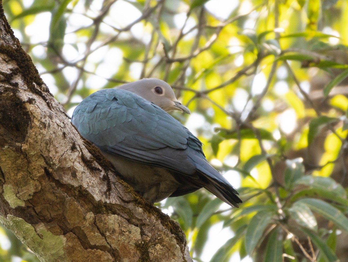 Green Imperial-Pigeon - ML646108639