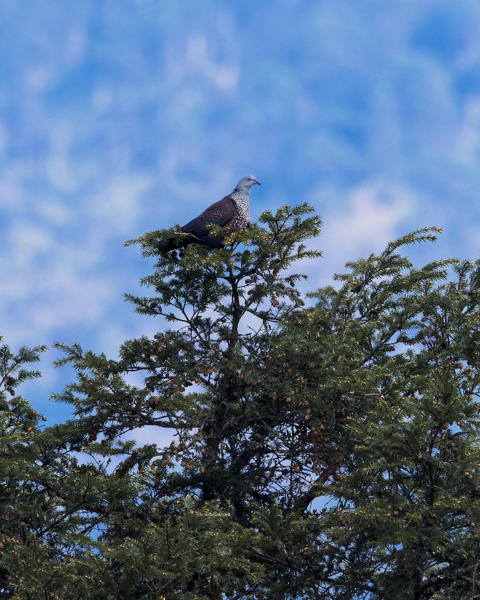 holub šupinkatý - ML646108644