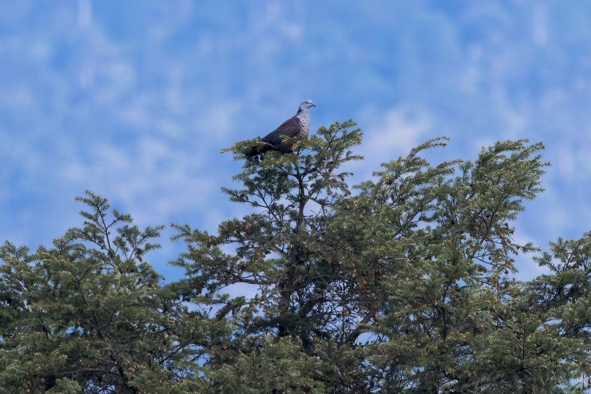 holub šupinkatý - ML646108645