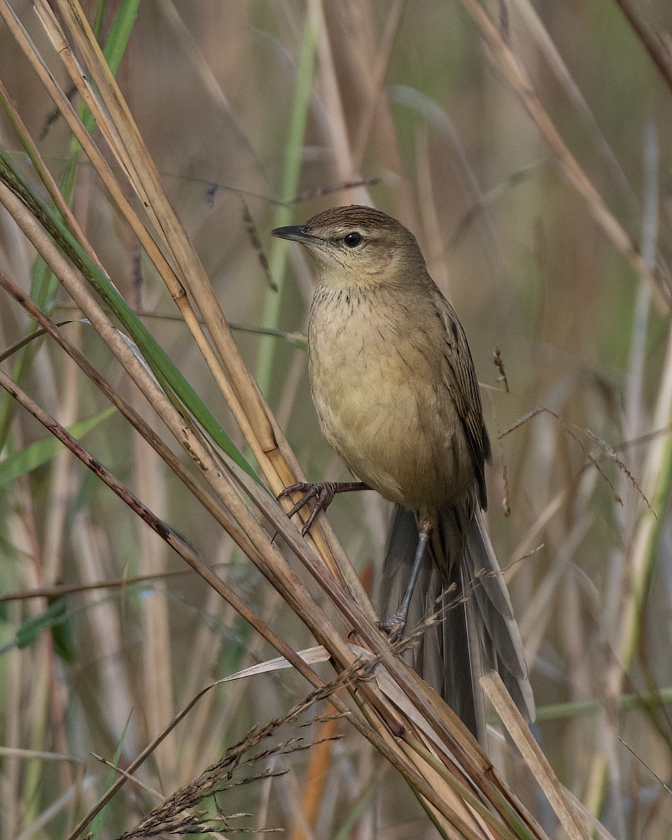 Striated Grassbird - ML646108653