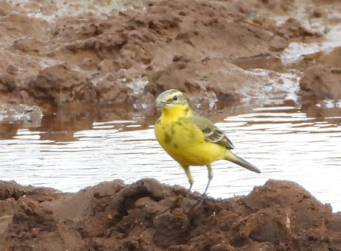Western Yellow Wagtail - ML646108657