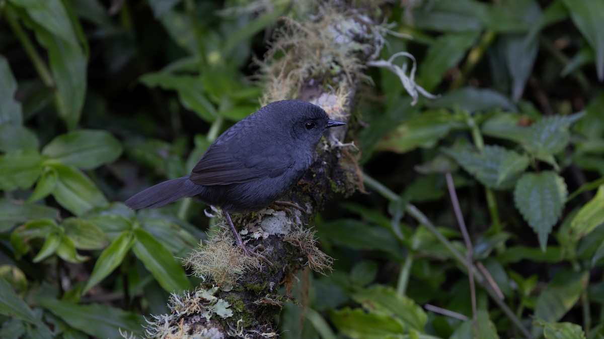 Maustapaculo - ML646108670