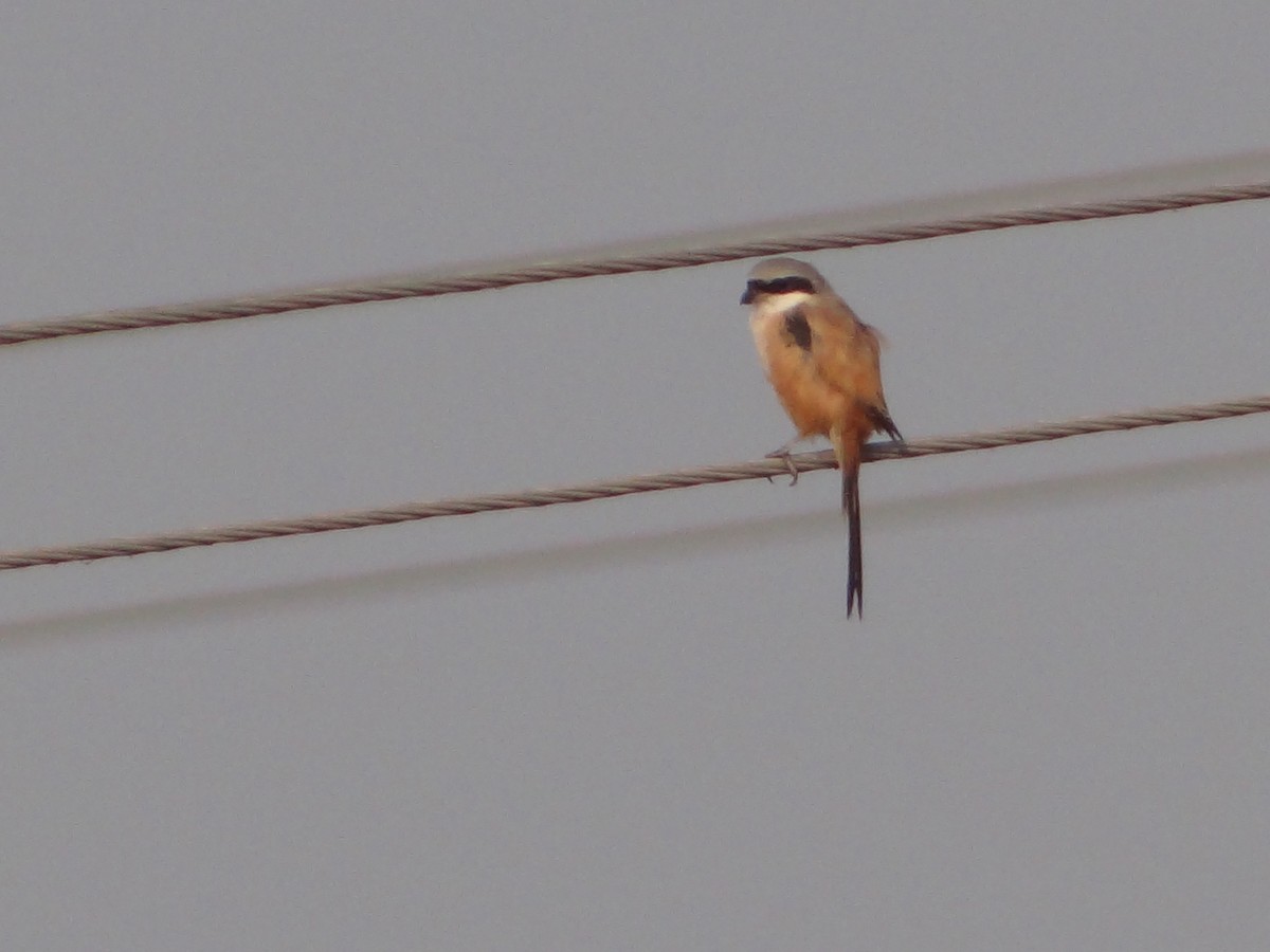 Schachwürger - ML646108671