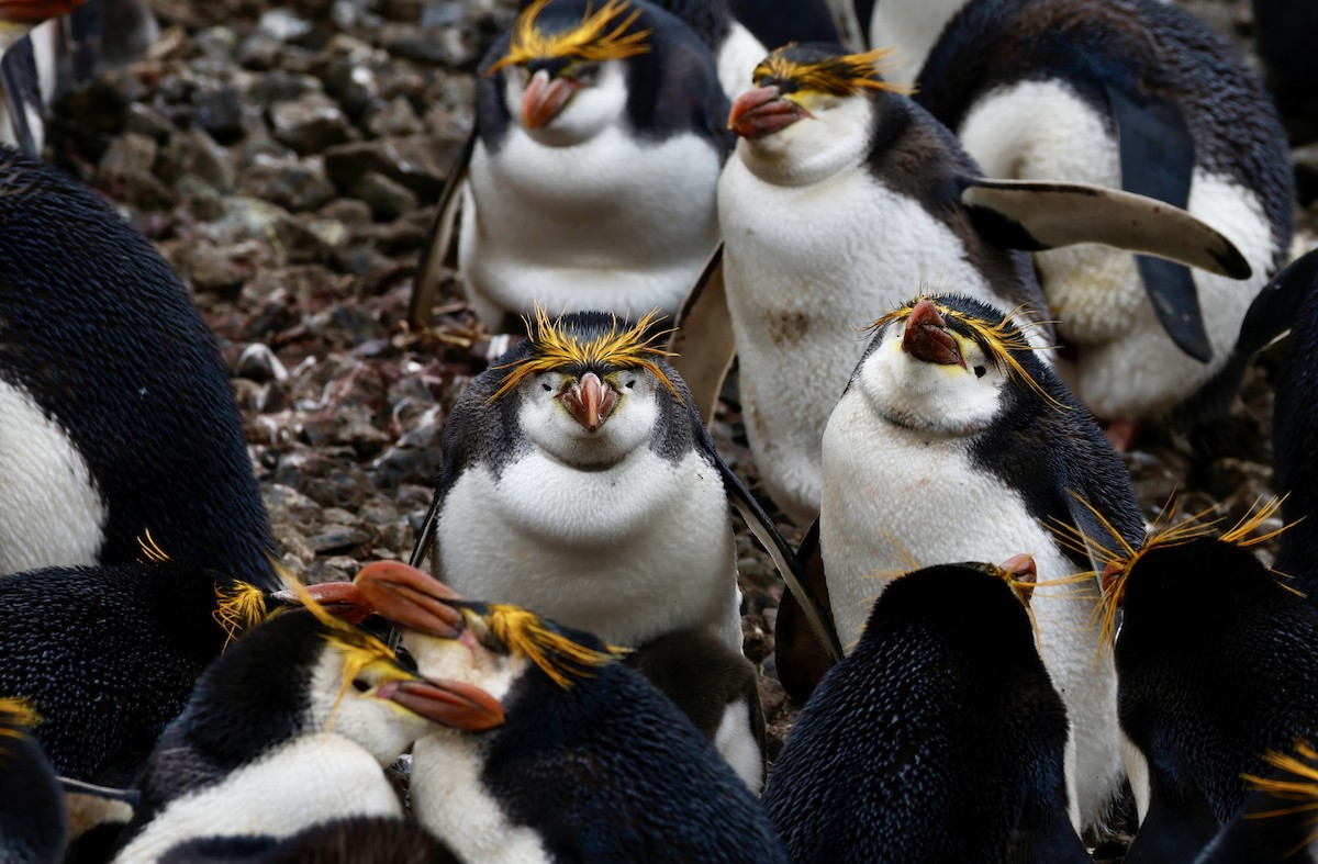 Haubenpinguin - ML646108672