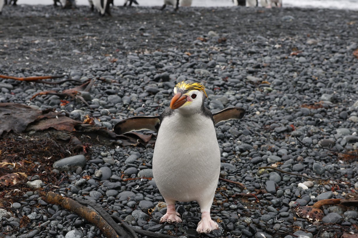 Haubenpinguin - ML646108674