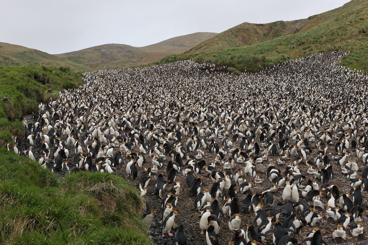 Haubenpinguin - ML646108676