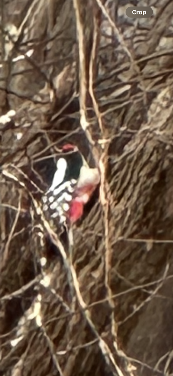 Buntspecht - ML646108679