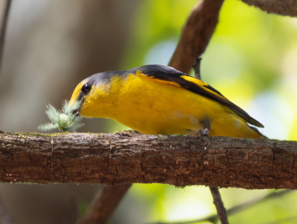 Orangemennigvogel - ML646108680