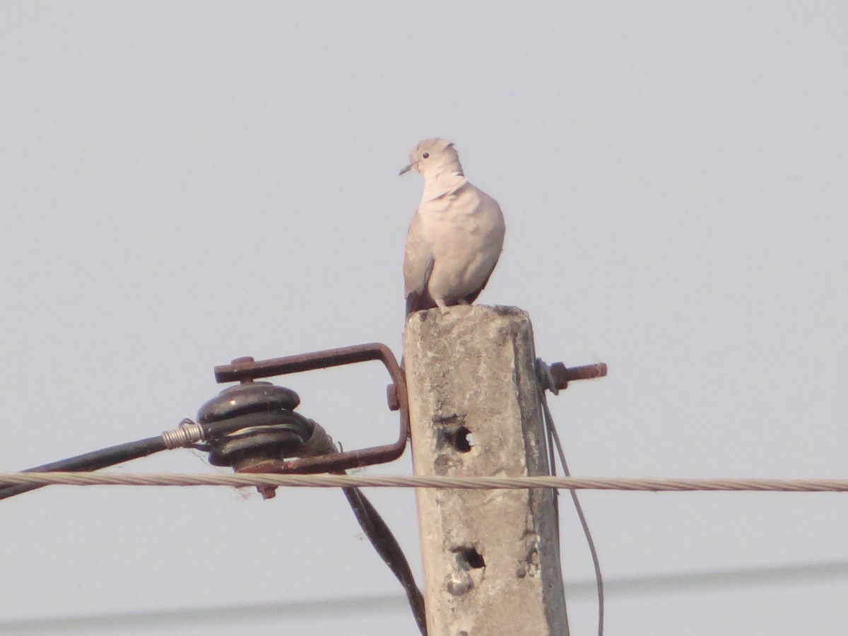 Türkentaube - ML646108681