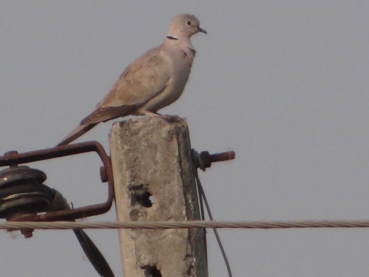 Türkentaube - ML646108682