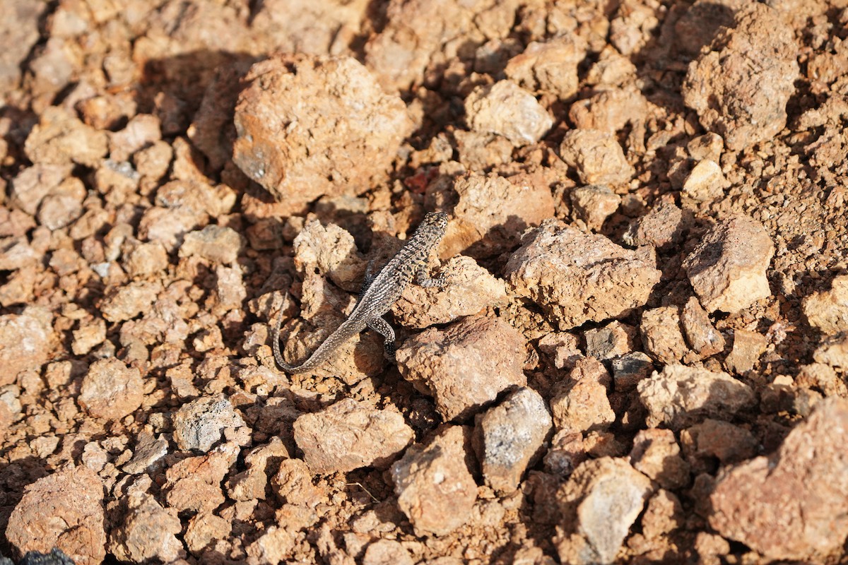 Animals - ML646108683