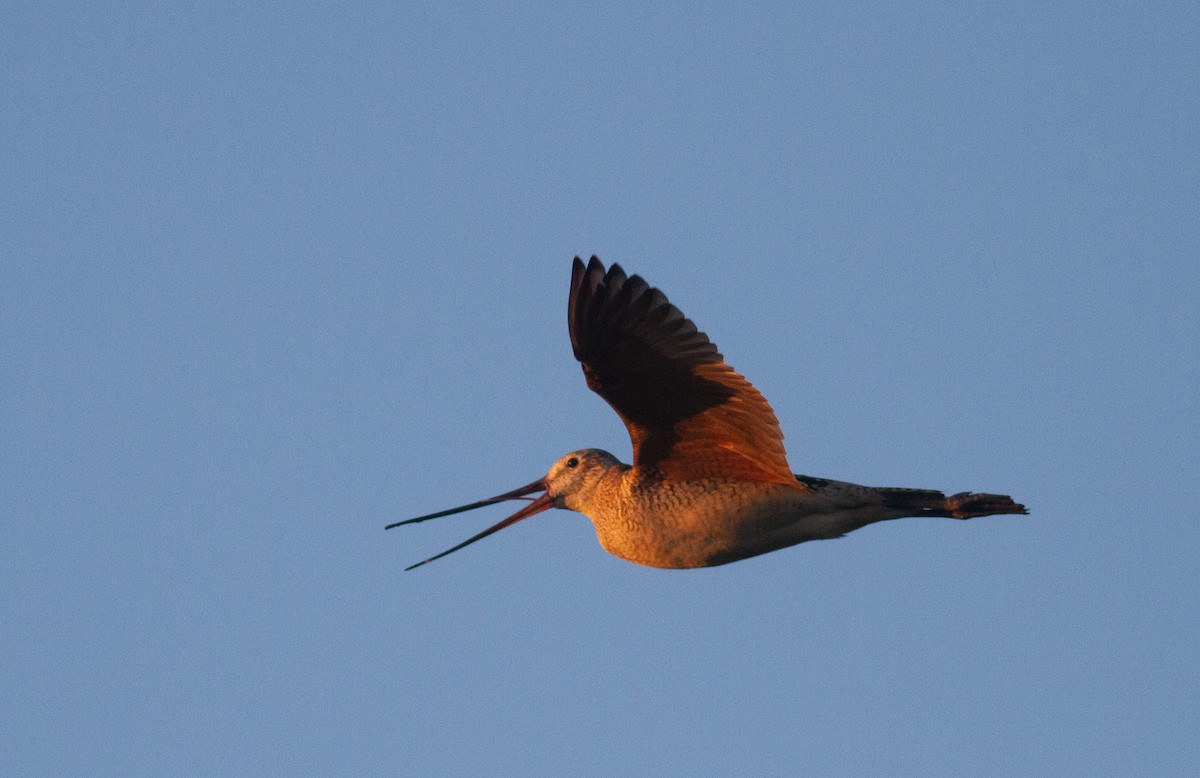 Marmorschnepfe - ML646108684