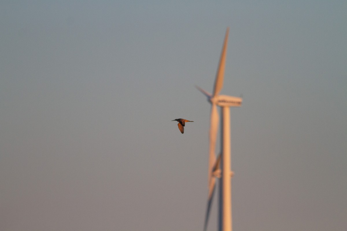 Marmorschnepfe - ML646108685