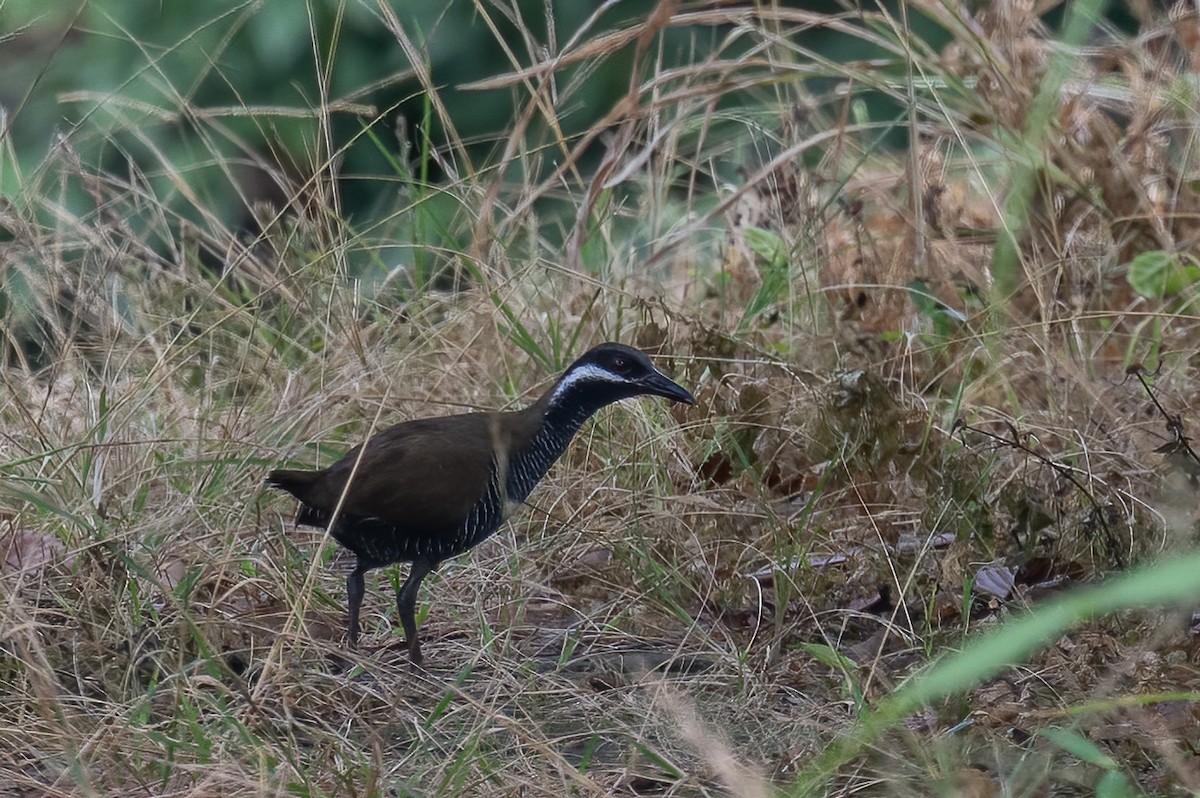 Zebraralle - ML646108686