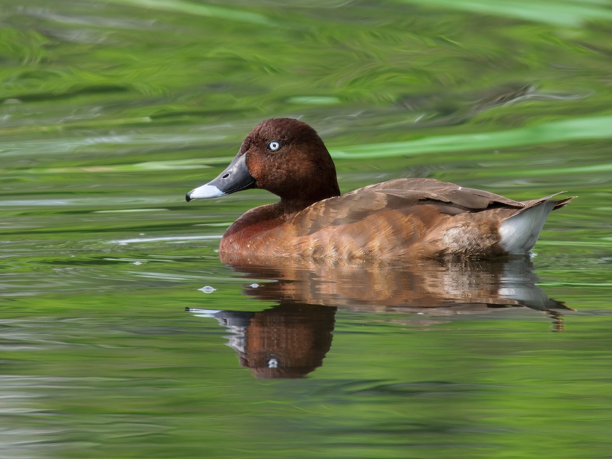 Tasmanmoorente - ML646108687