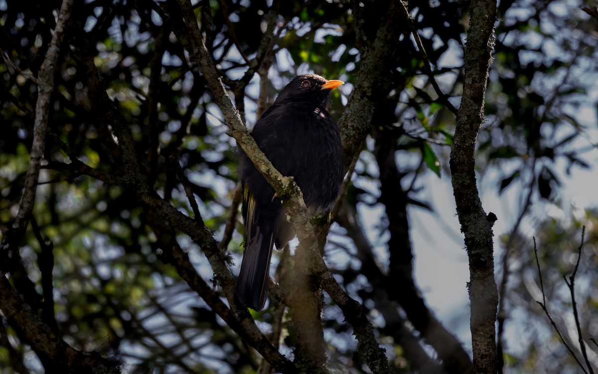 Goldflügelkotinga - ML646108688