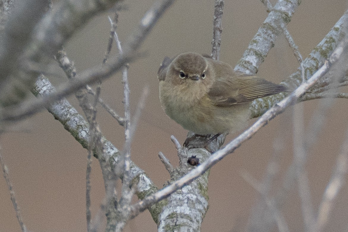 Zilpzalp - ML646108690