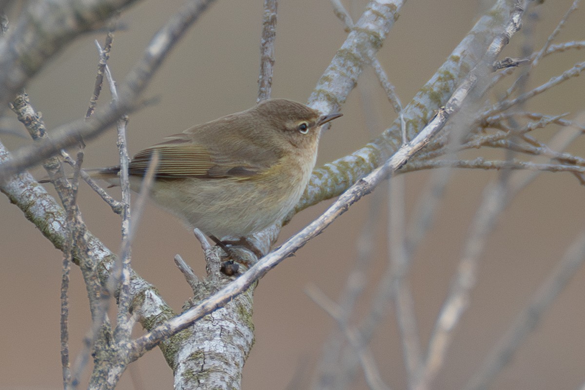 Zilpzalp - ML646108691