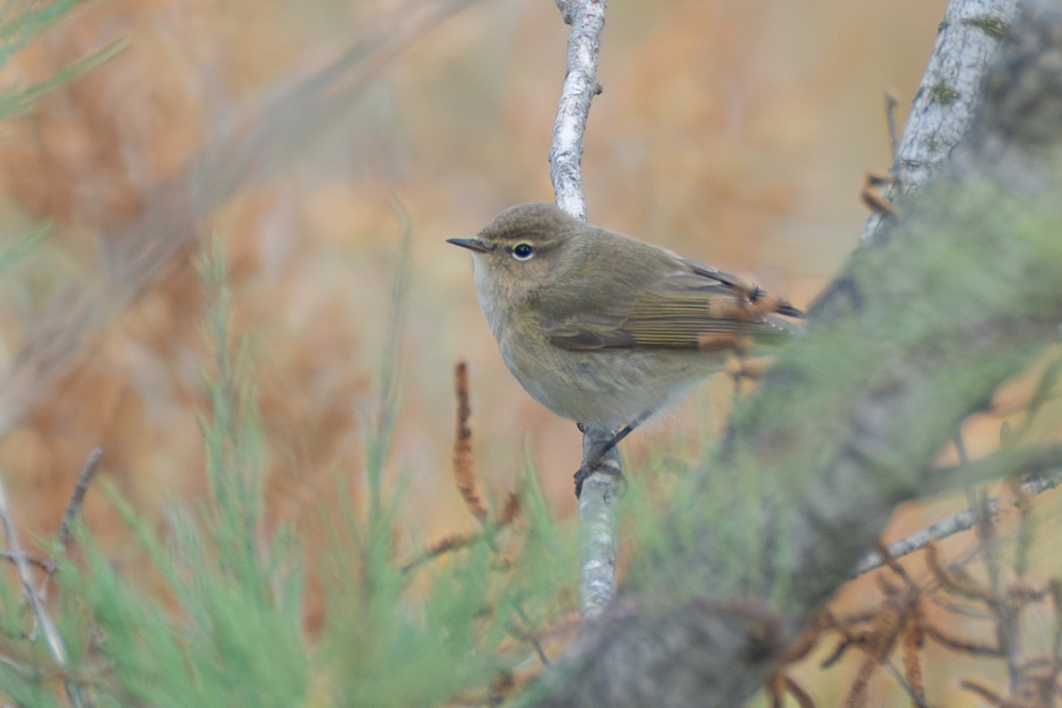 Zilpzalp - ML646108692