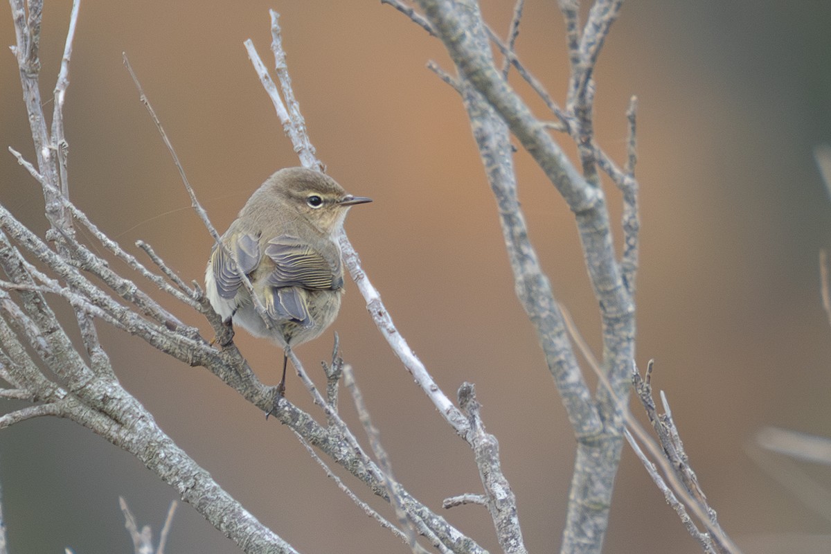 Zilpzalp - ML646108693