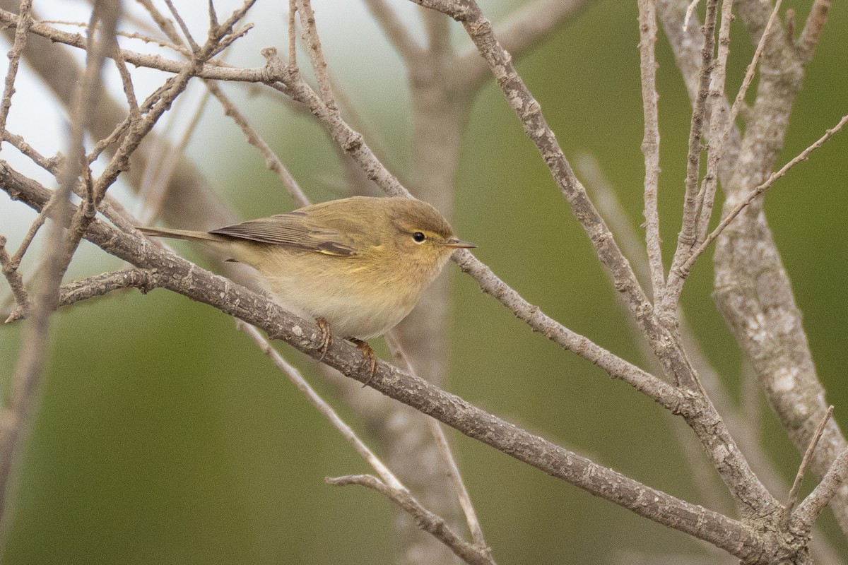 Zilpzalp - ML646108694