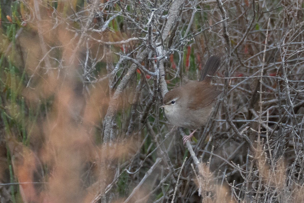 Seidensänger - ML646108695