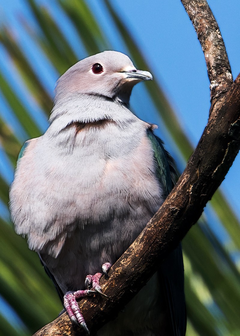 Bronzefruchttaube - ML646108697