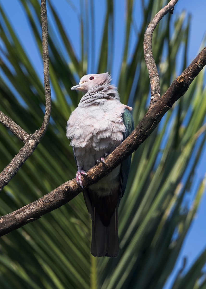 Bronzefruchttaube - ML646108698