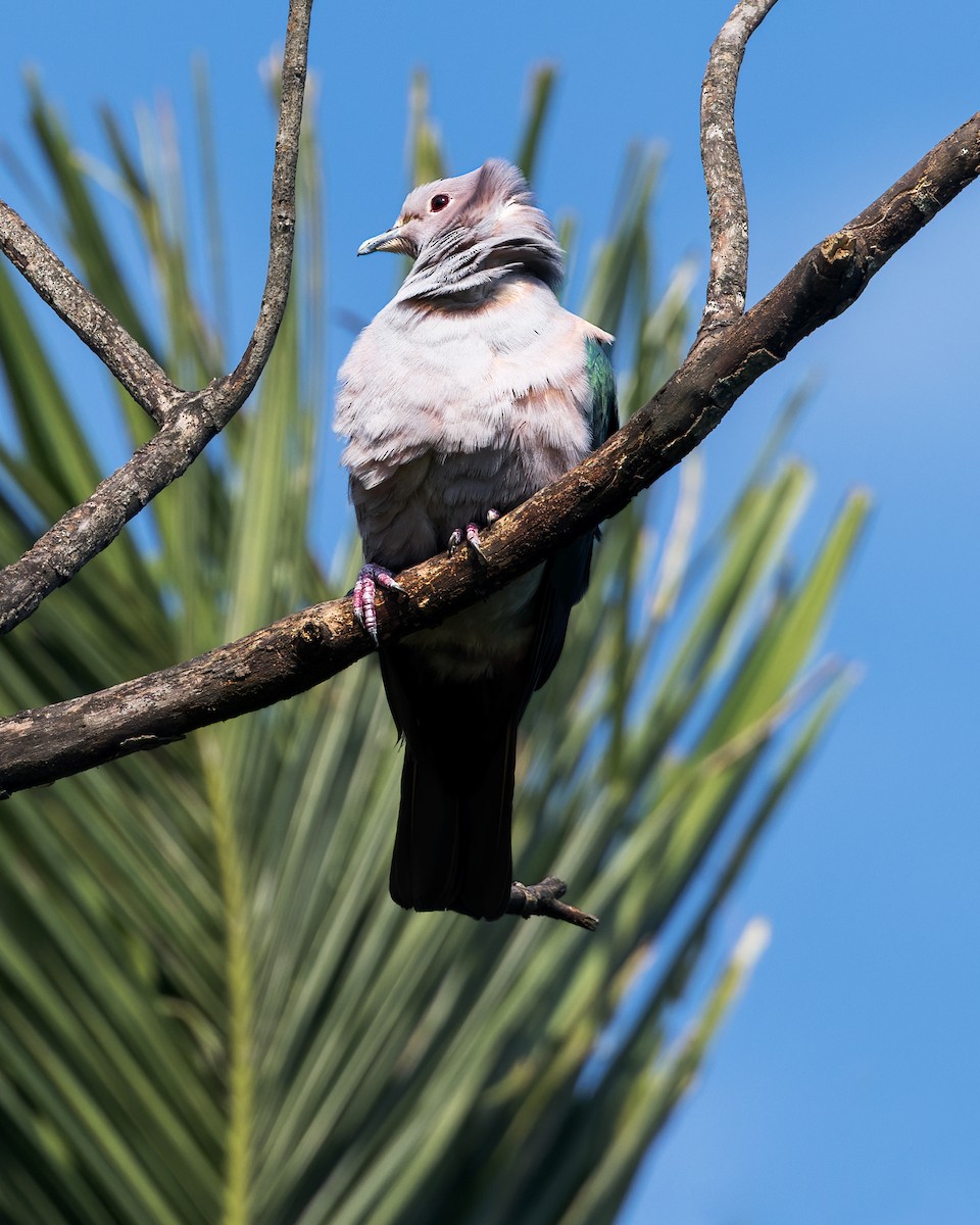 Bronzefruchttaube - ML646108699