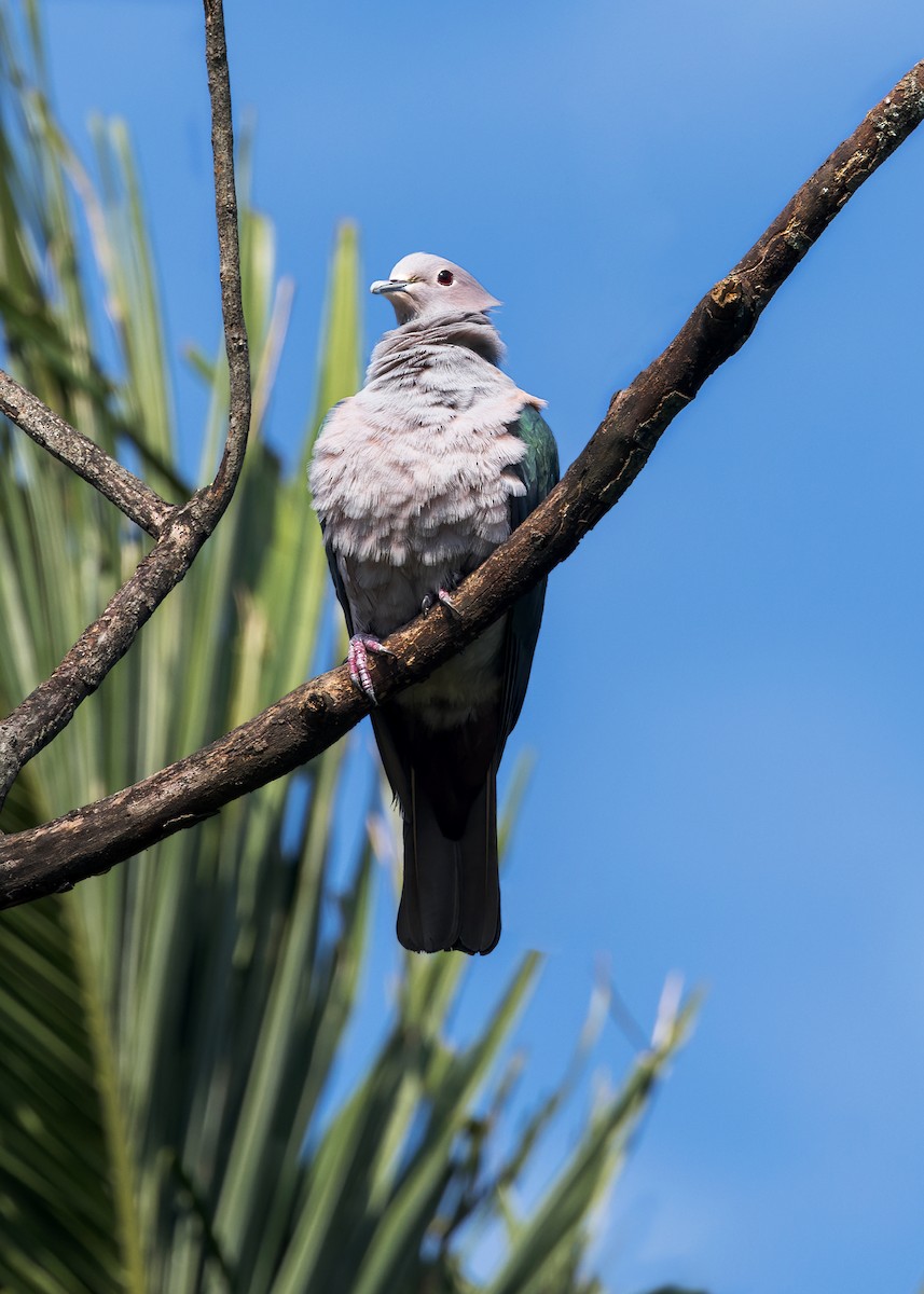 Bronzefruchttaube - ML646108700