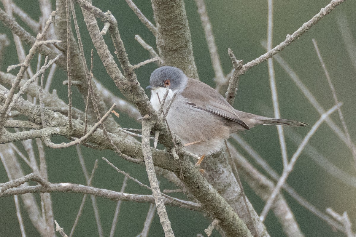 Samtkopf-Grasmücke - ML646108702