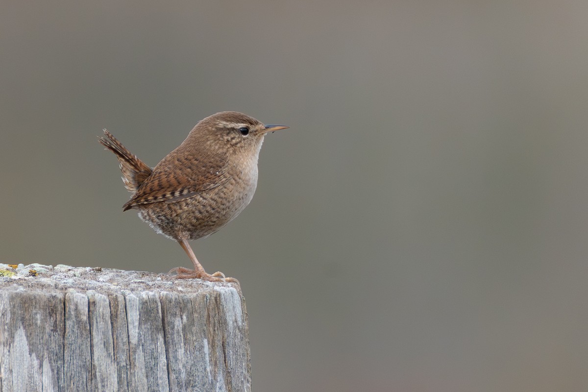 Eurasian Wren - ML646108709