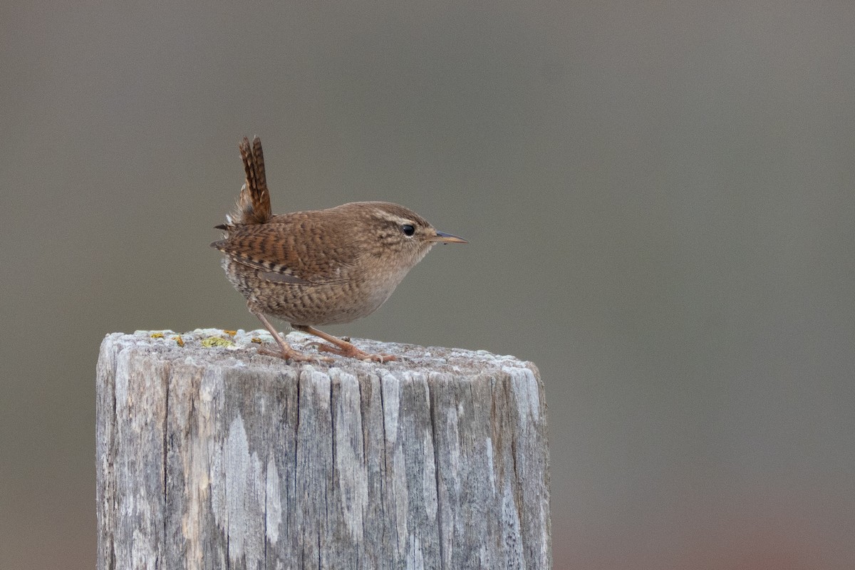 Eurasian Wren - ML646108710