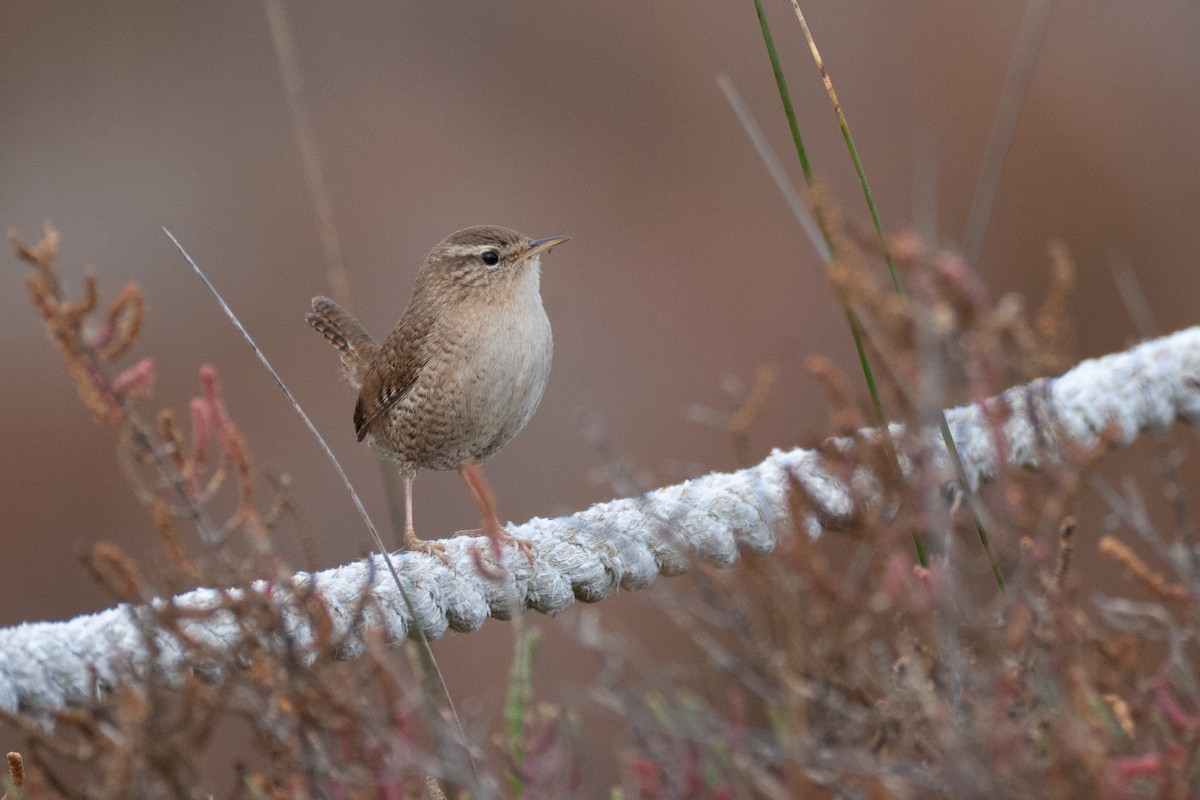 Eurasian Wren - ML646108711