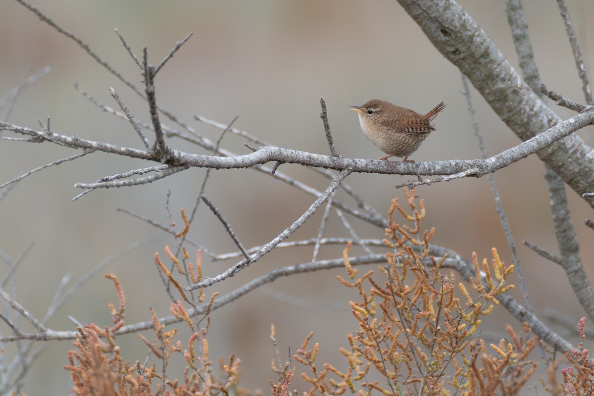 Eurasian Wren - ML646108712