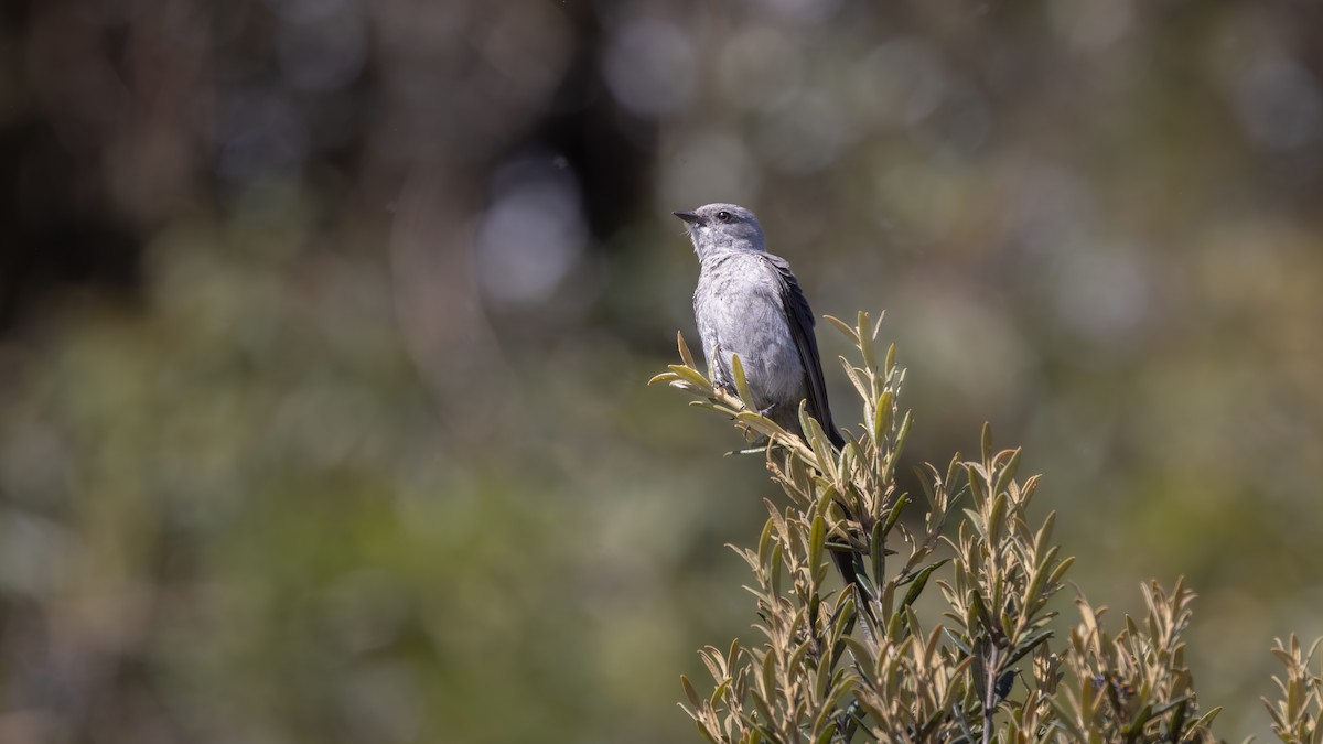 Shear-tailed Gray Tyrant - ML646108721