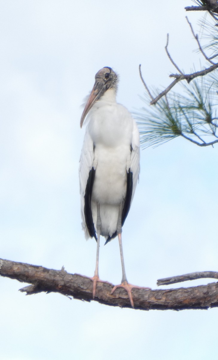 Wood Stork - ML646108724