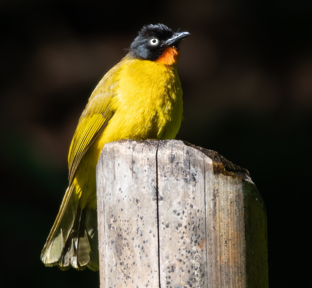Flame-throated Bulbul - ML646108728