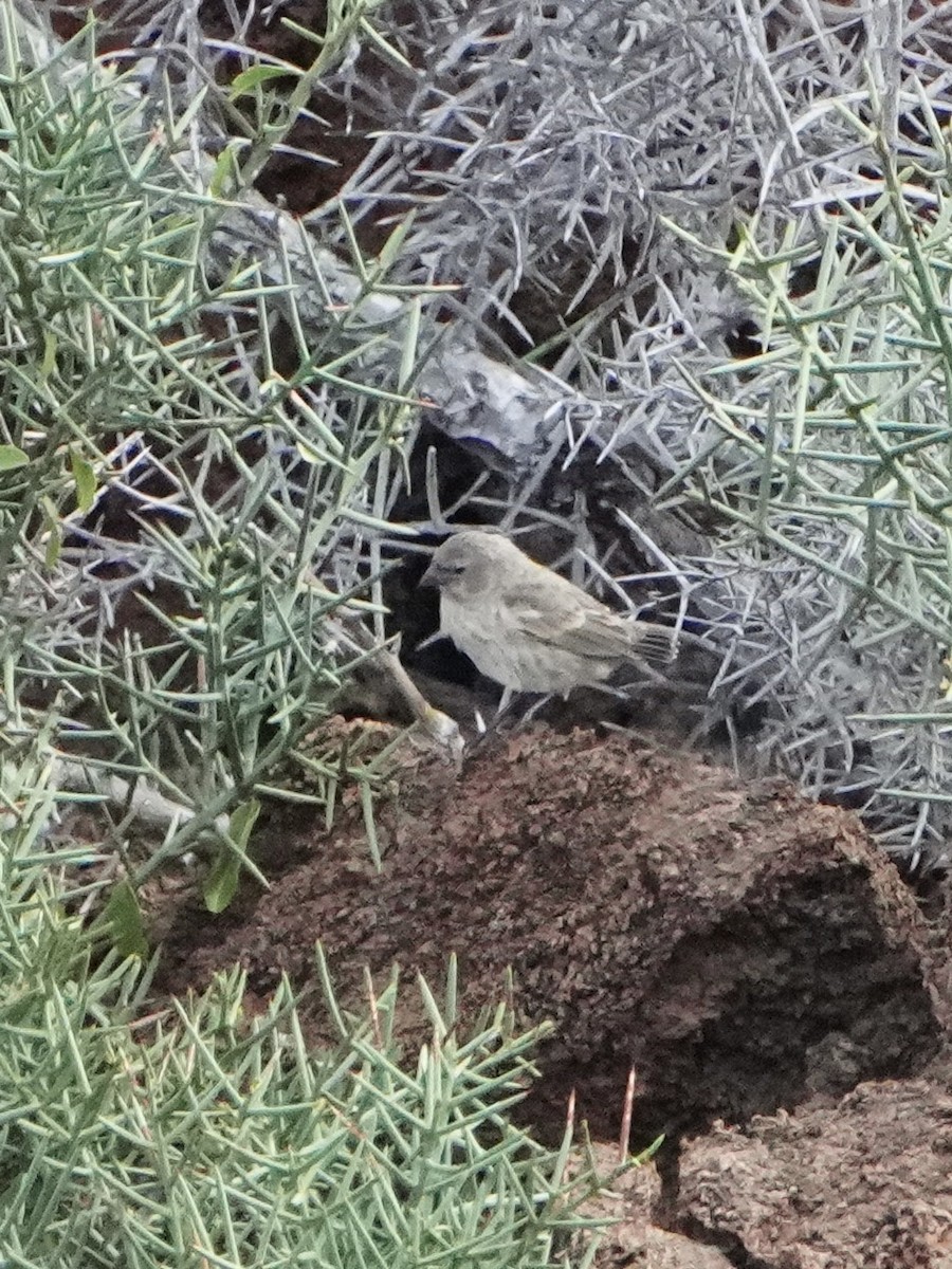 galapagos finch sp. - ML646108730