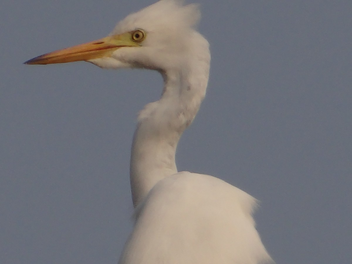 中白鷺 - ML646108742