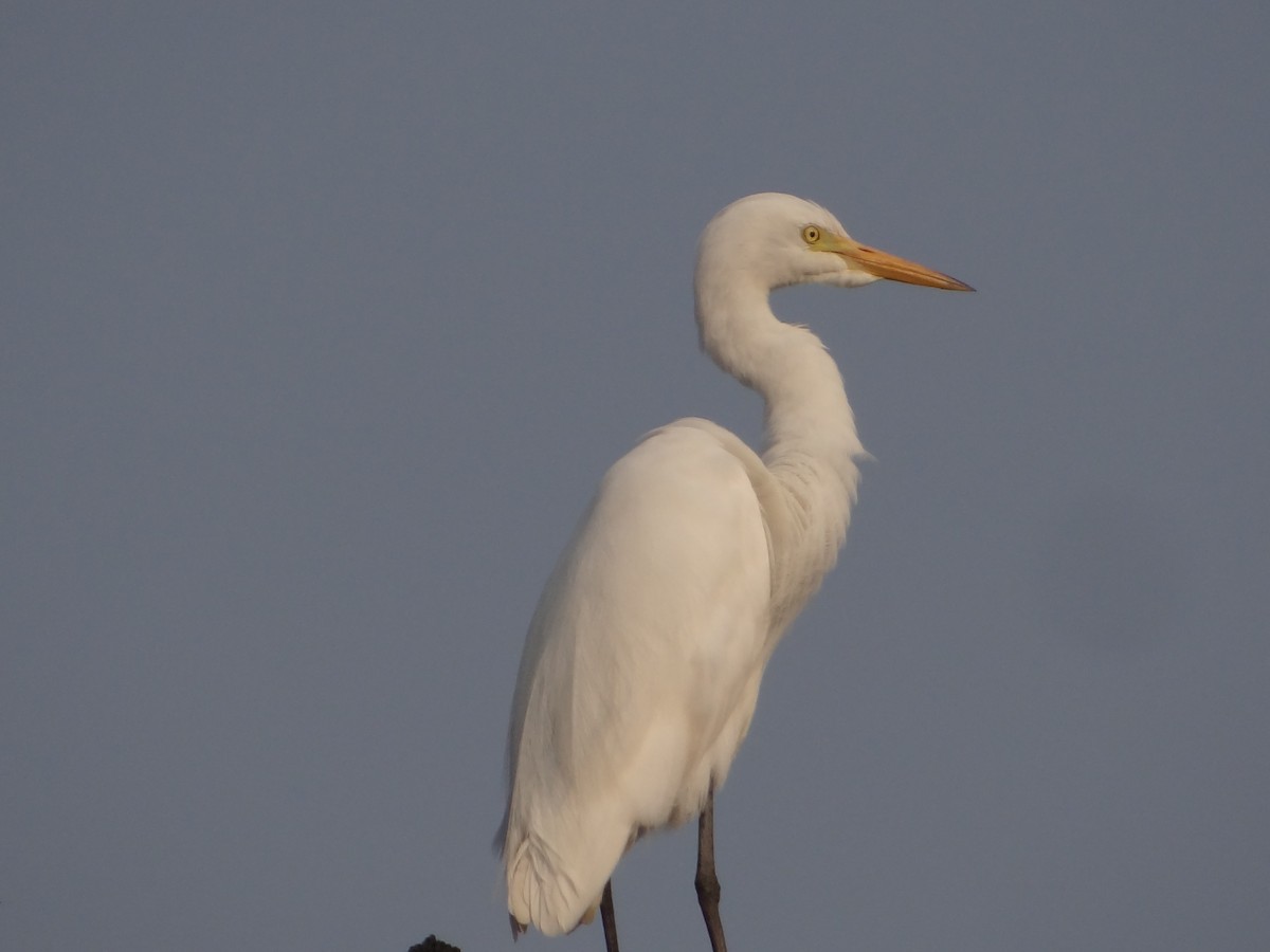 中白鷺 - ML646108743